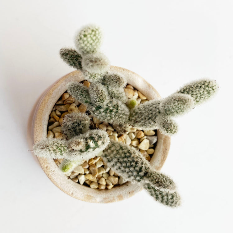 植栽
