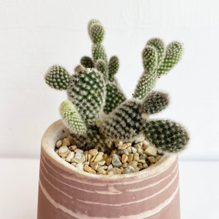 植栽