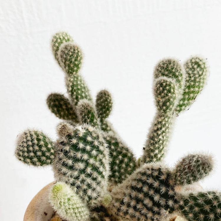 植栽