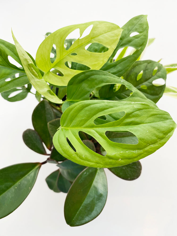 植栽