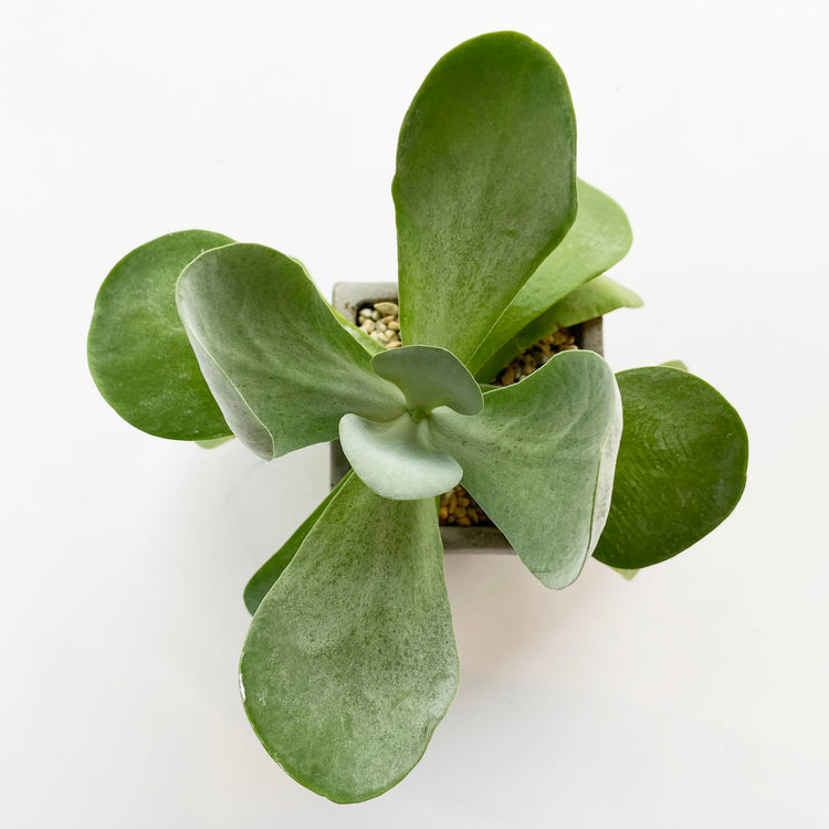 植栽