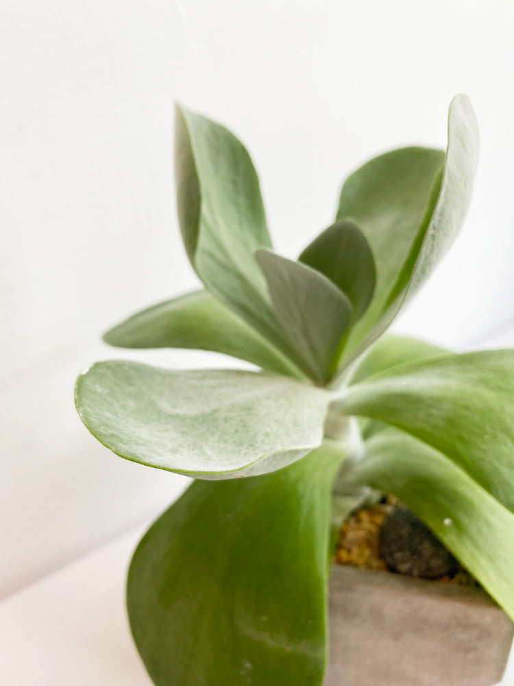植栽
