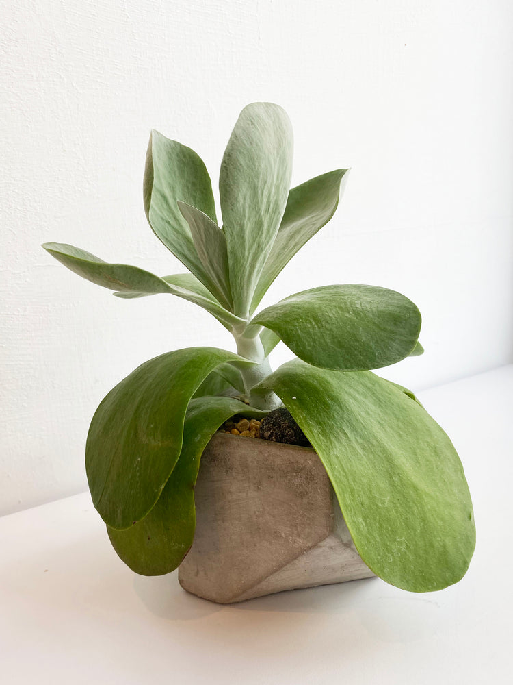 植栽