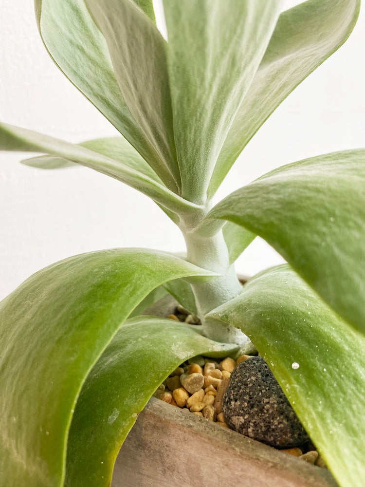 植栽