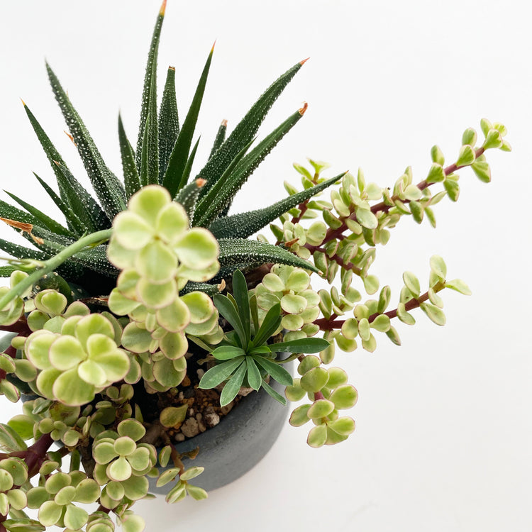 植栽