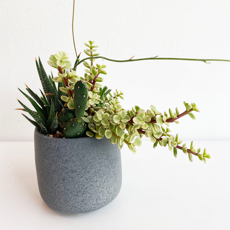 植栽