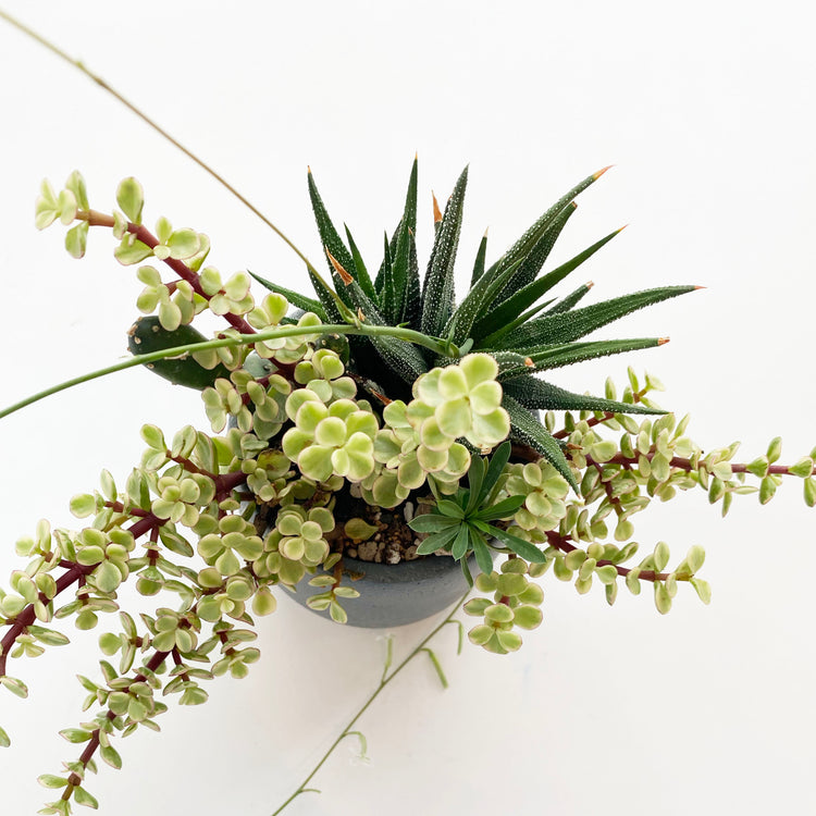 植栽