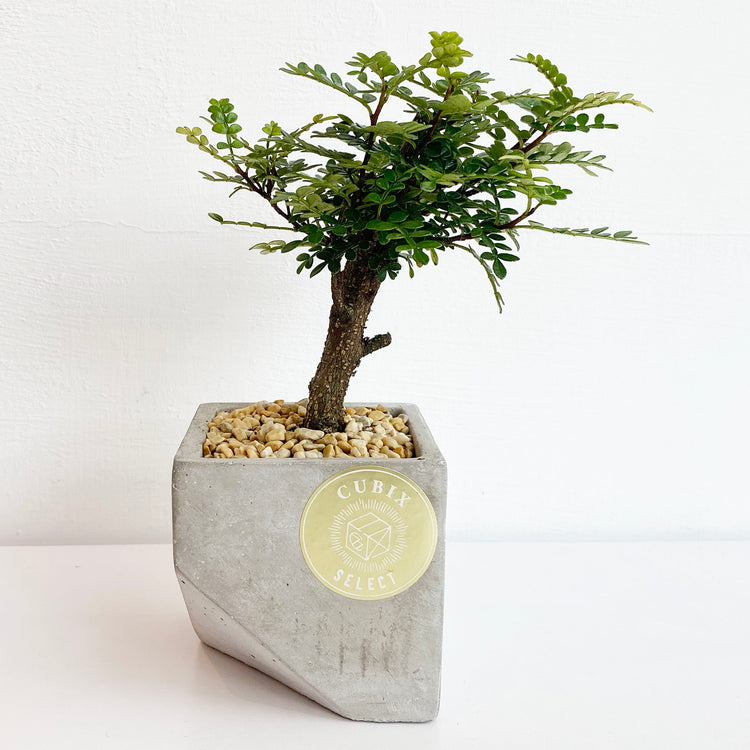 植栽