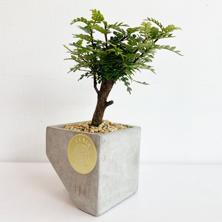 植栽