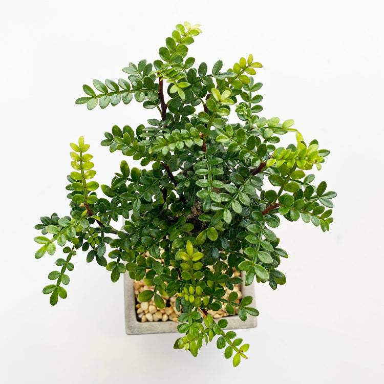 植栽