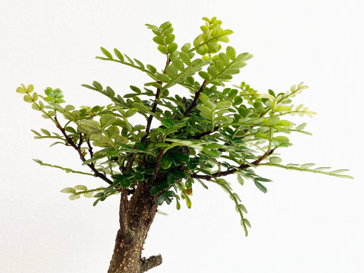 植栽