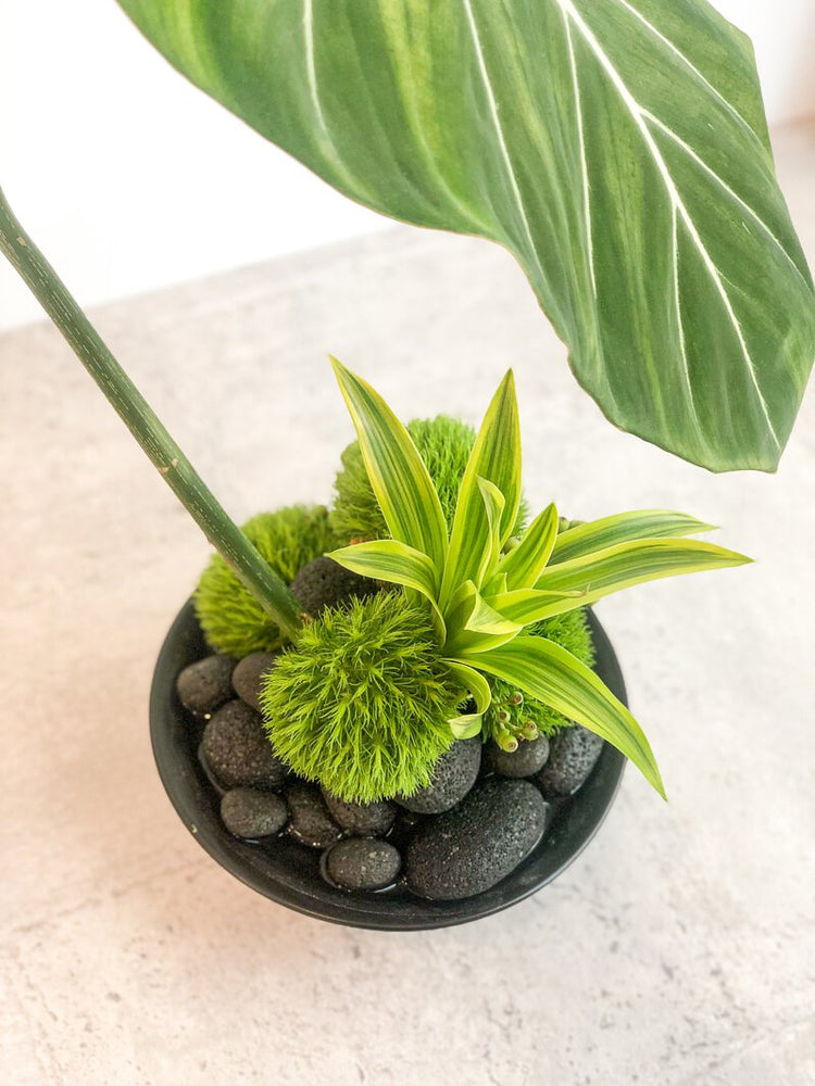 禪意植栽