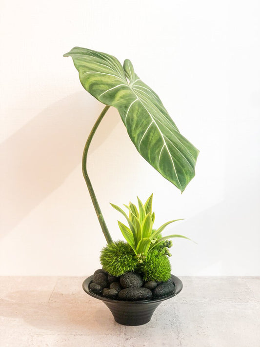 禪意植栽